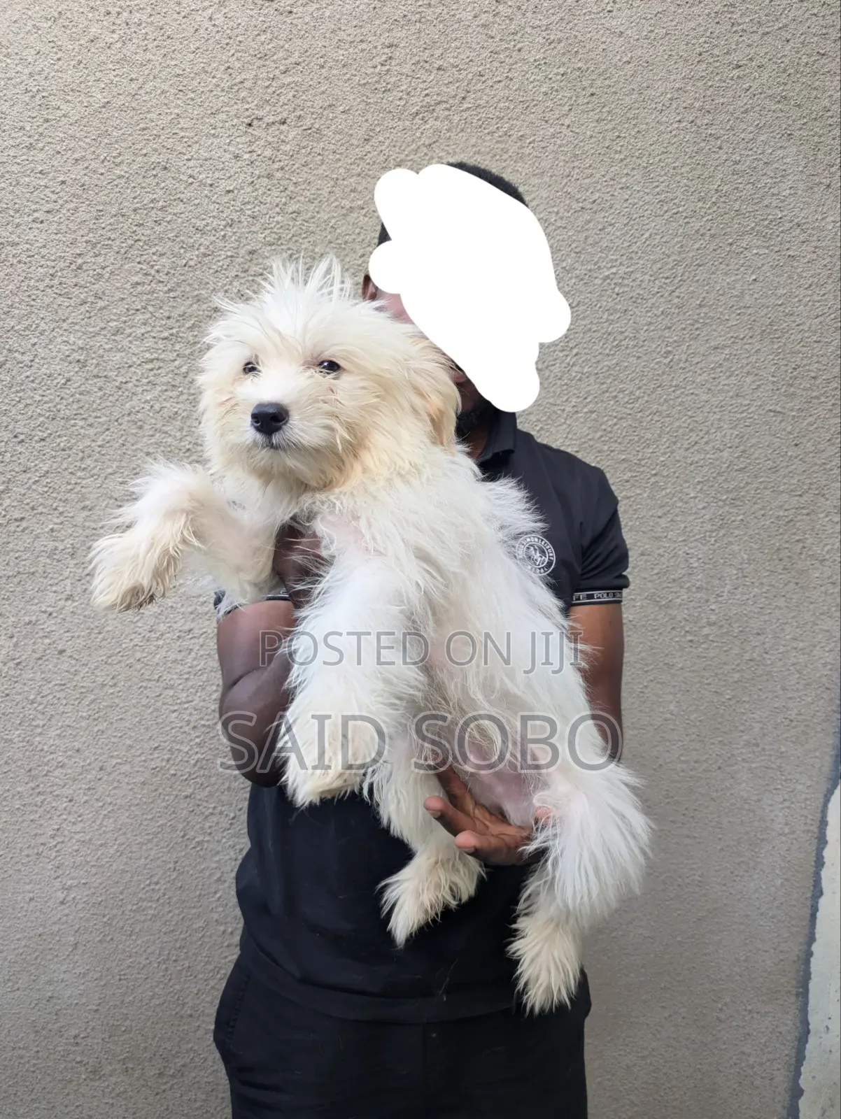 1-3 months Male Purebred Maltese