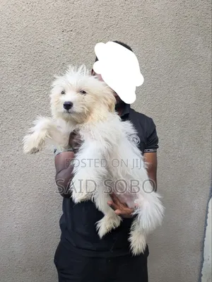 1-3 months Male Purebred Maltese