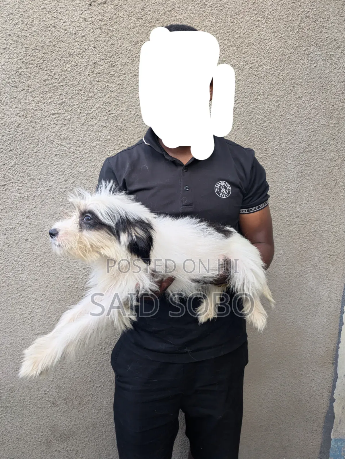 1-3 months Male Purebred Maltese
