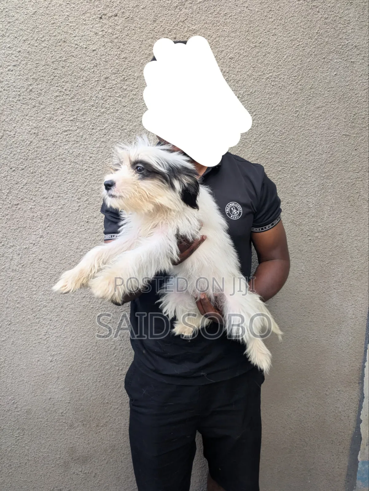 1-3 months Male Purebred Maltese