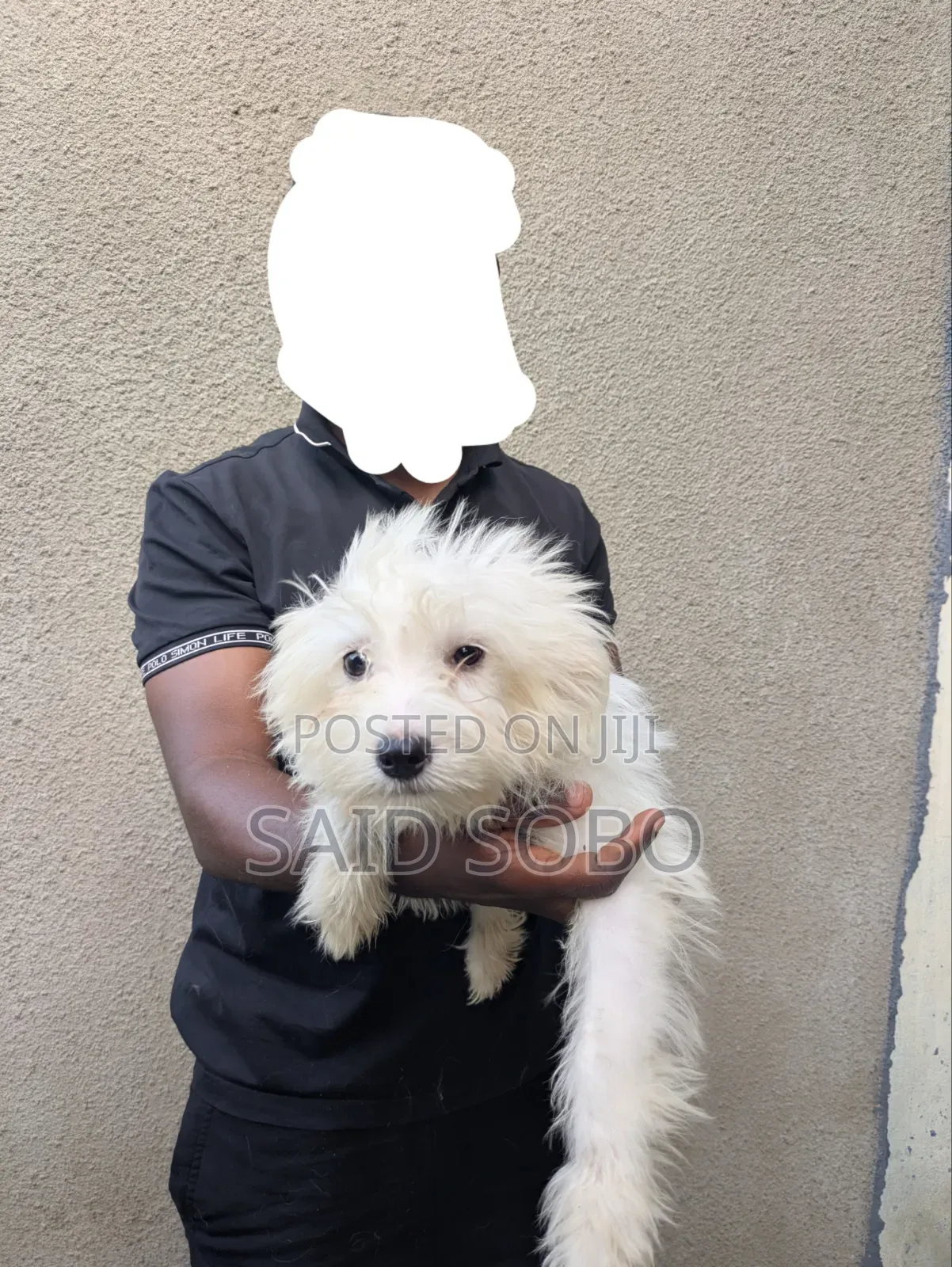 1-3 months Male Purebred Maltese