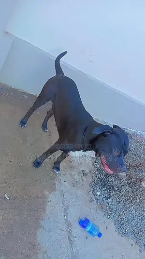 1+ year Male Purebred American Pit Bull Terrier