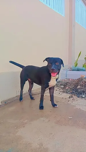 1+ year Male Purebred American Pit Bull Terrier