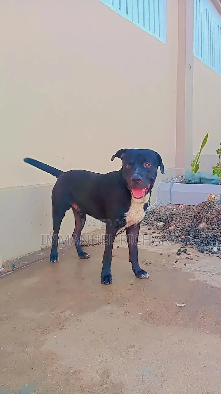 1+ year Male Purebred American Pit Bull Terrier