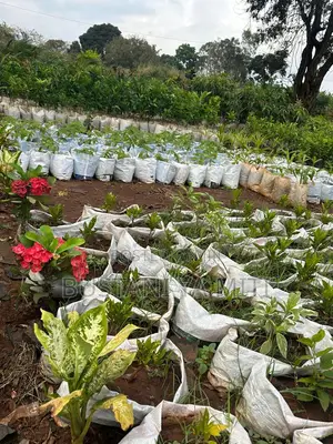 Tunauza Miti Ya Aina Mbalimbali
