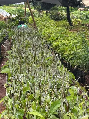 Tunauza Miti Ya Aina Mbalimbali