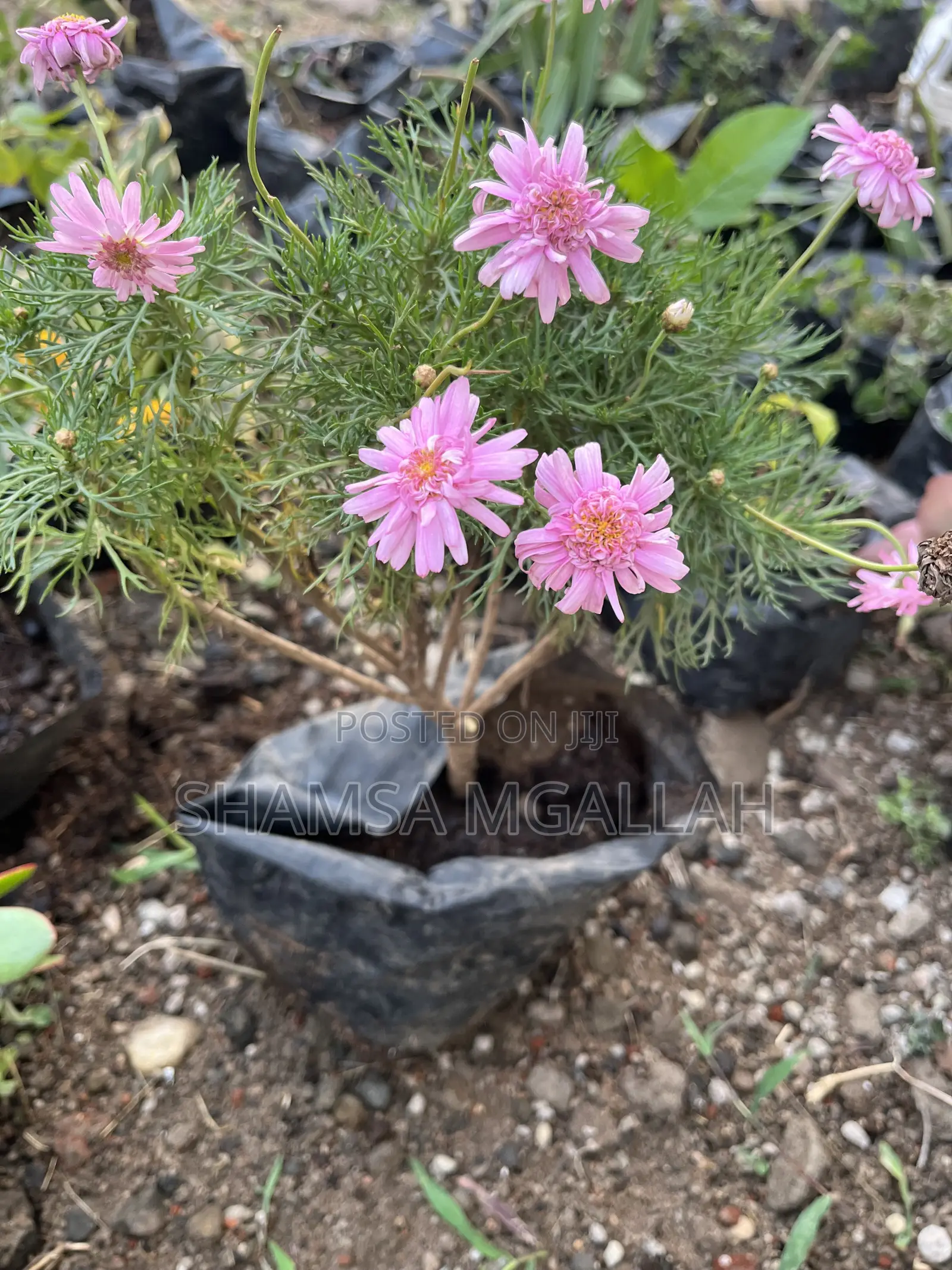 Maua Mazuri Ya Pinki (Pink Marguerite Daisies) – Yapo Kwenye Mfuko!