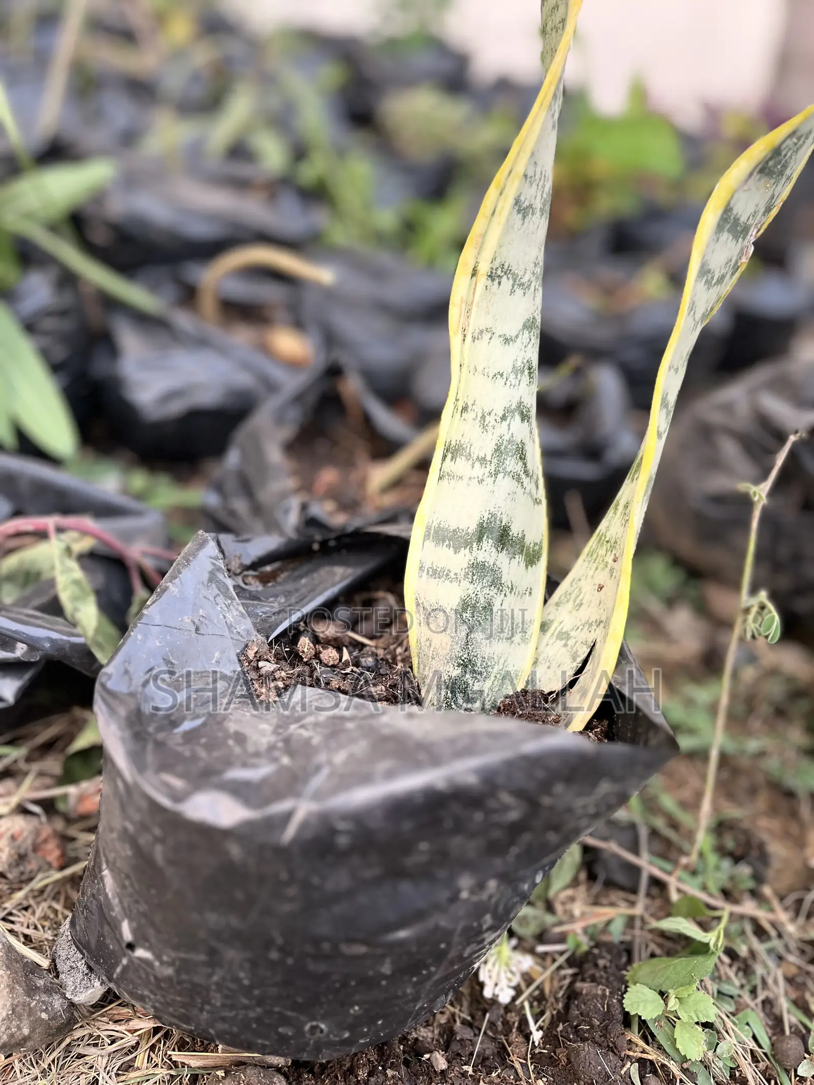 Maua Ya Ulimi Wa Mama Mkwe / Snake Plant Upo Kwenye Mfuko!