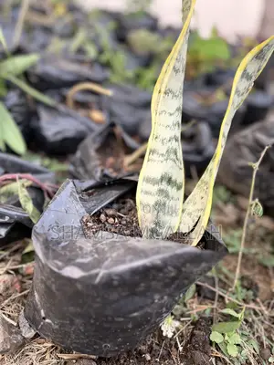 Maua Ya Ulimi Wa Mama Mkwe / Snake Plant Upo Kwenye Mfuko!