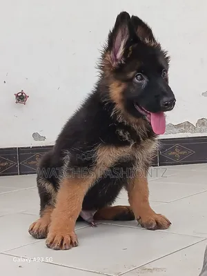 1-3 months Male Purebred German Shepherd