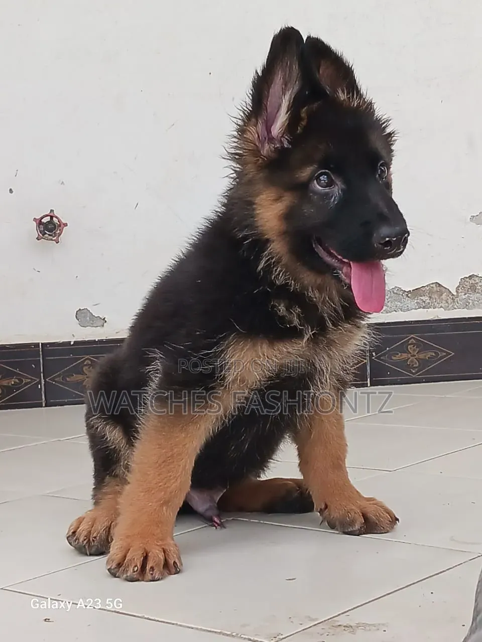 1-3 months Male Purebred German Shepherd