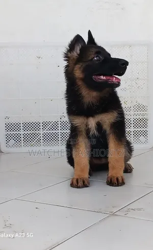 1-3 months Male Purebred German Shepherd