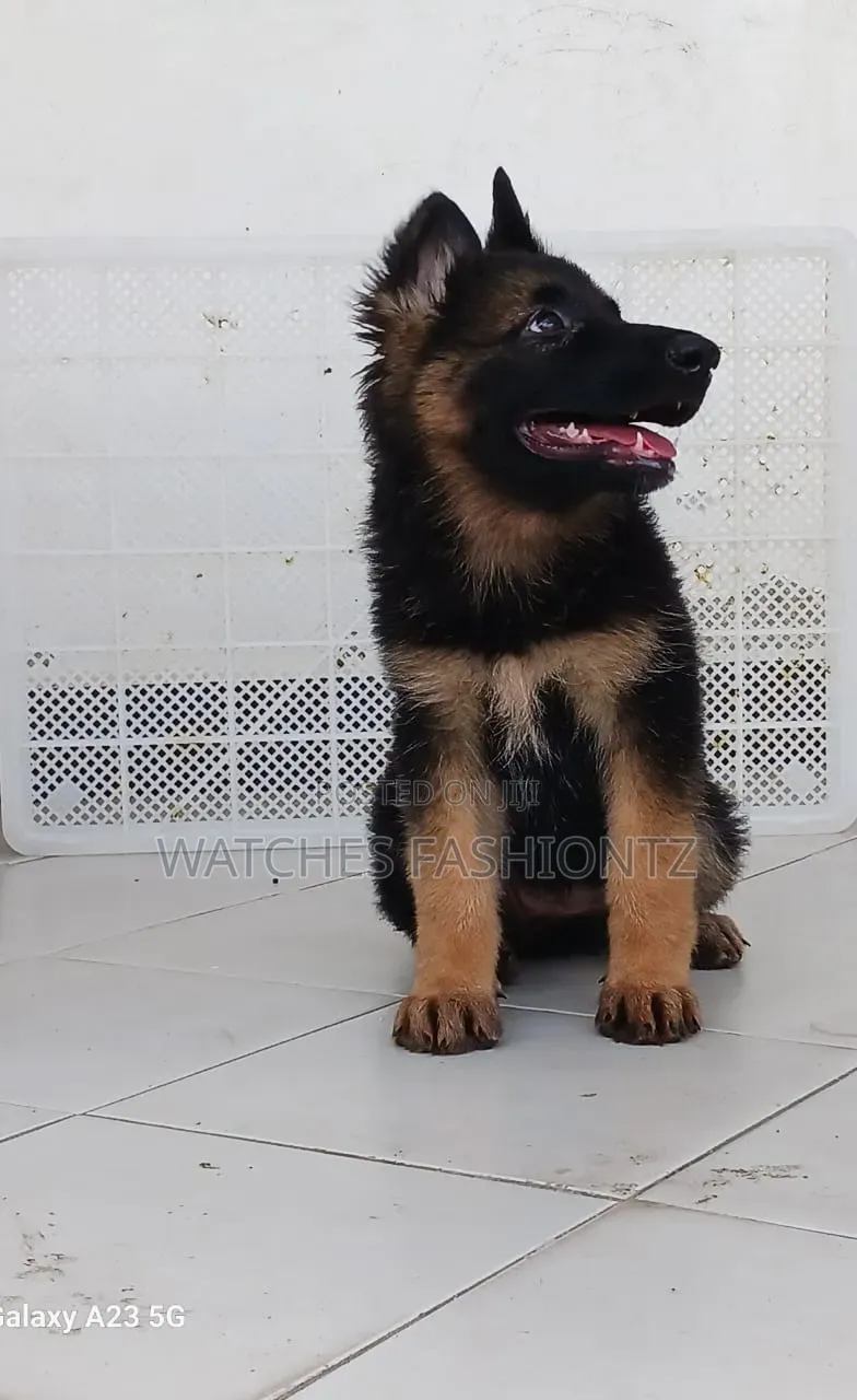 1-3 months Male Purebred German Shepherd