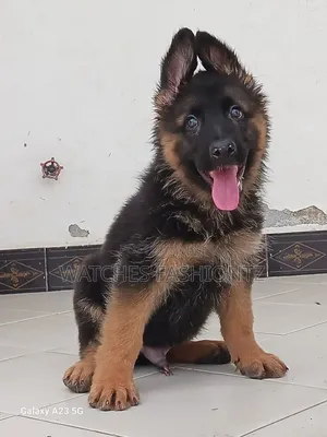 1-3 months Male Purebred German Shepherd