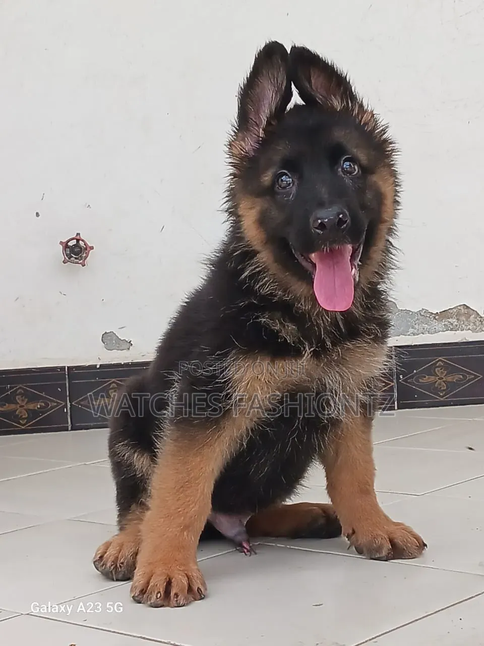 1-3 months Male Purebred German Shepherd