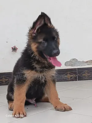 1-3 months Male Purebred German Shepherd
