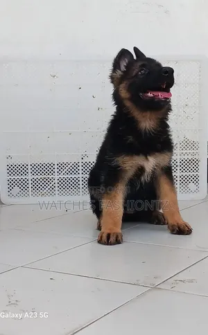 1-3 months Male Purebred German Shepherd