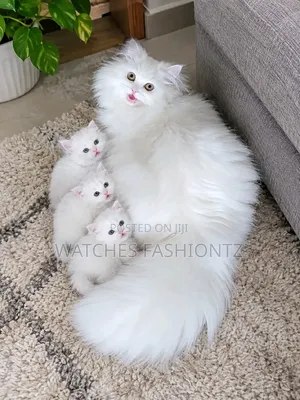 0-1 month Female Purebred Persian