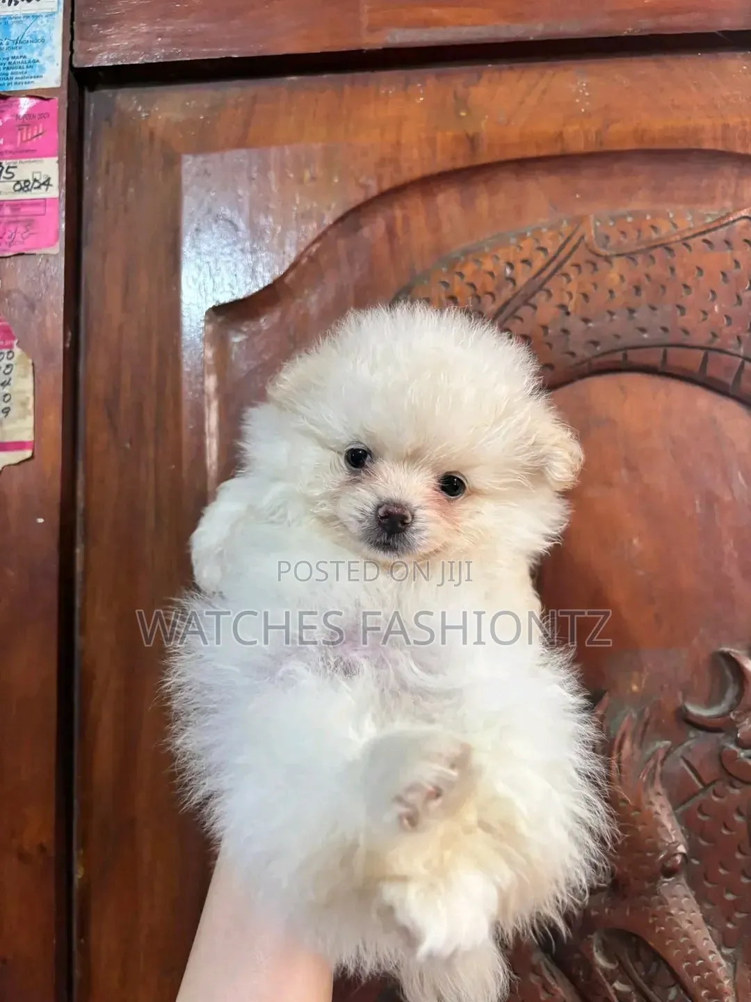 0-1 month Female Purebred Pomeranian