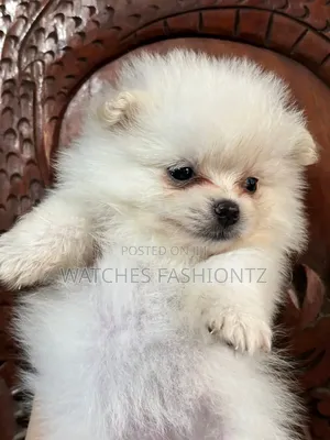0-1 month Female Purebred Pomeranian