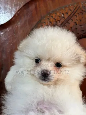 0-1 month Female Purebred Pomeranian