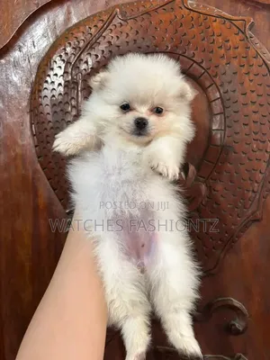 0-1 month Female Purebred Pomeranian