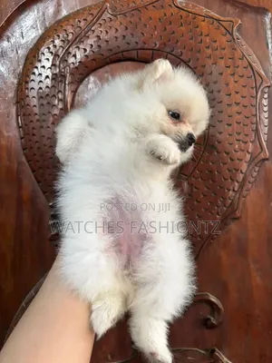 0-1 month Female Purebred Pomeranian