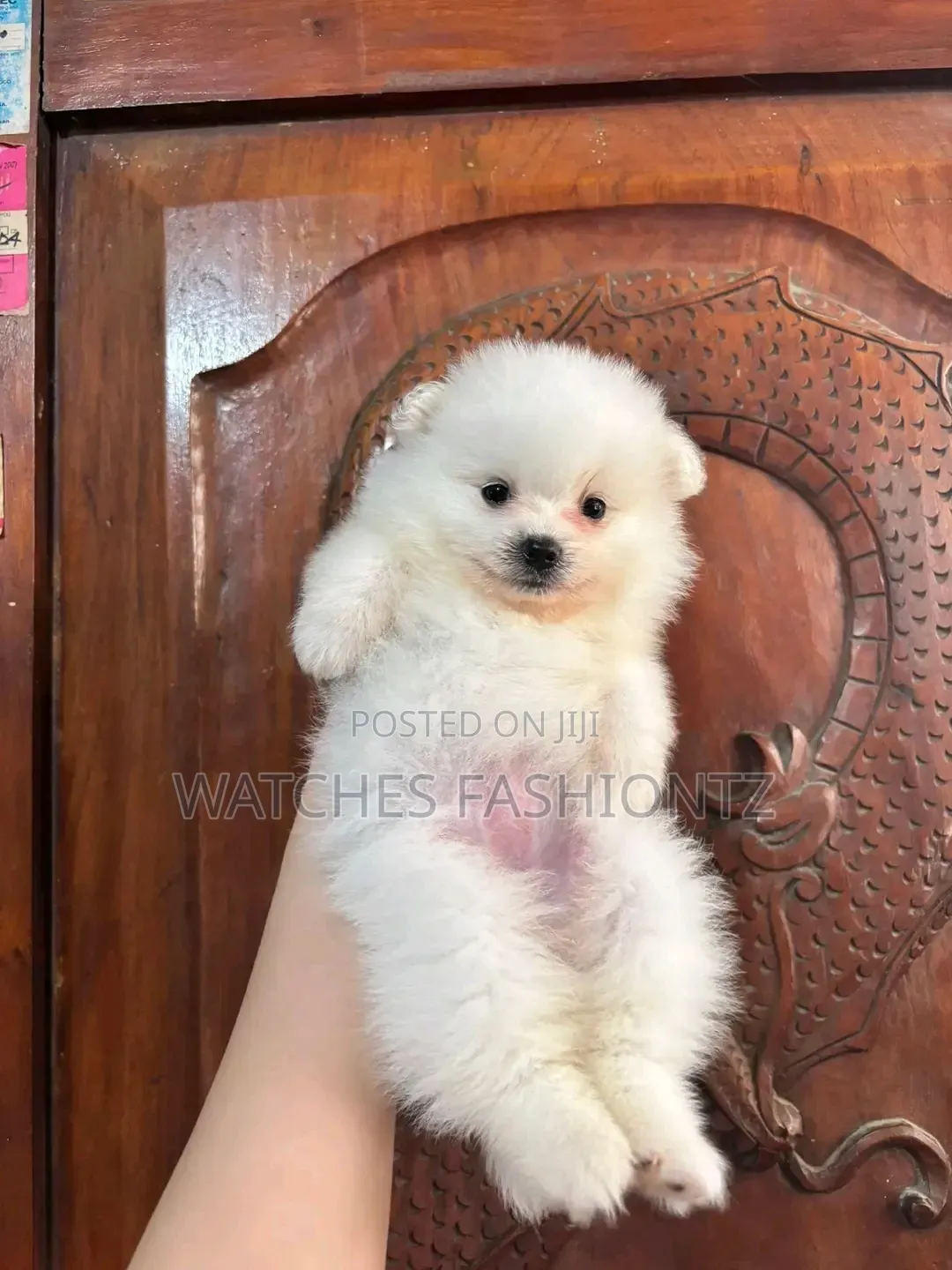 0-1 month Female Purebred Pomeranian