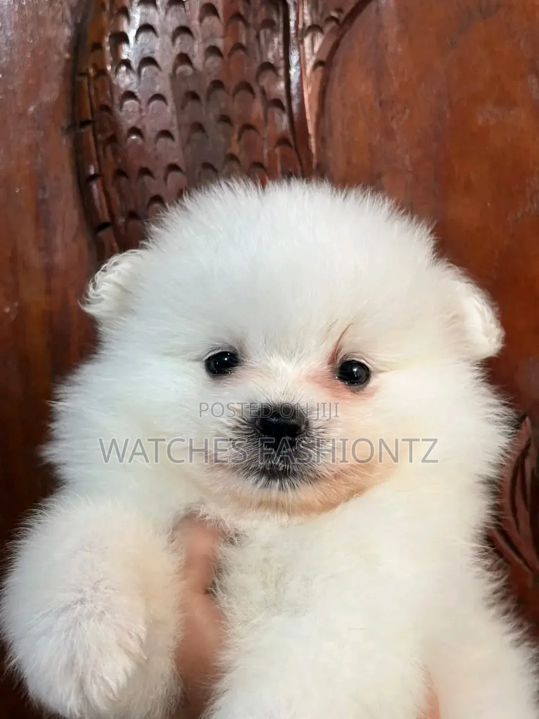 0-1 month Female Purebred Pomeranian