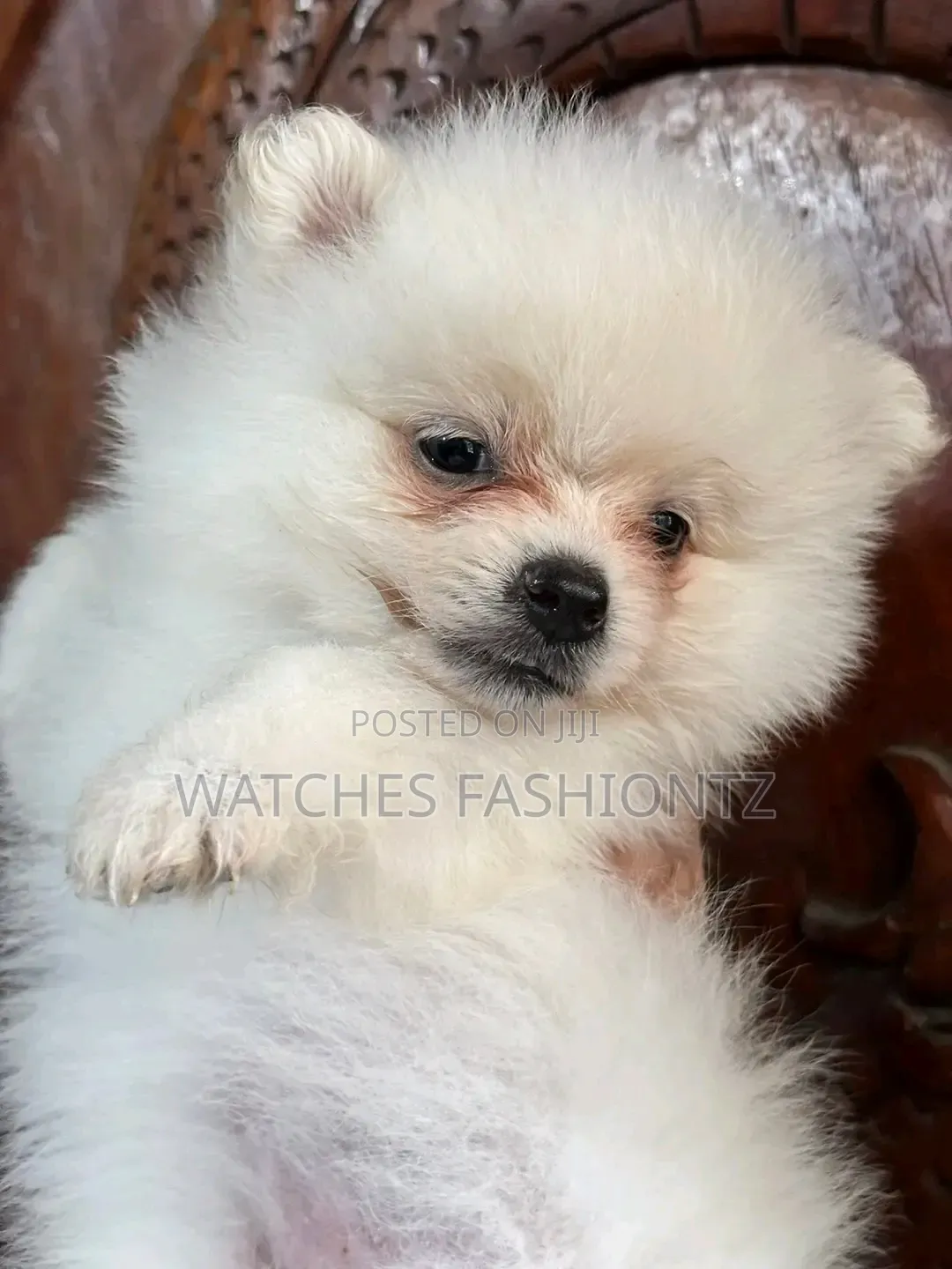 0-1 month Female Purebred Pomeranian