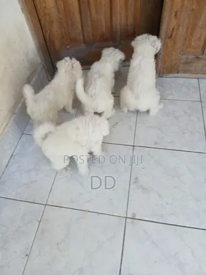 0-1 month Male Purebred Maltese Shih Tzu
