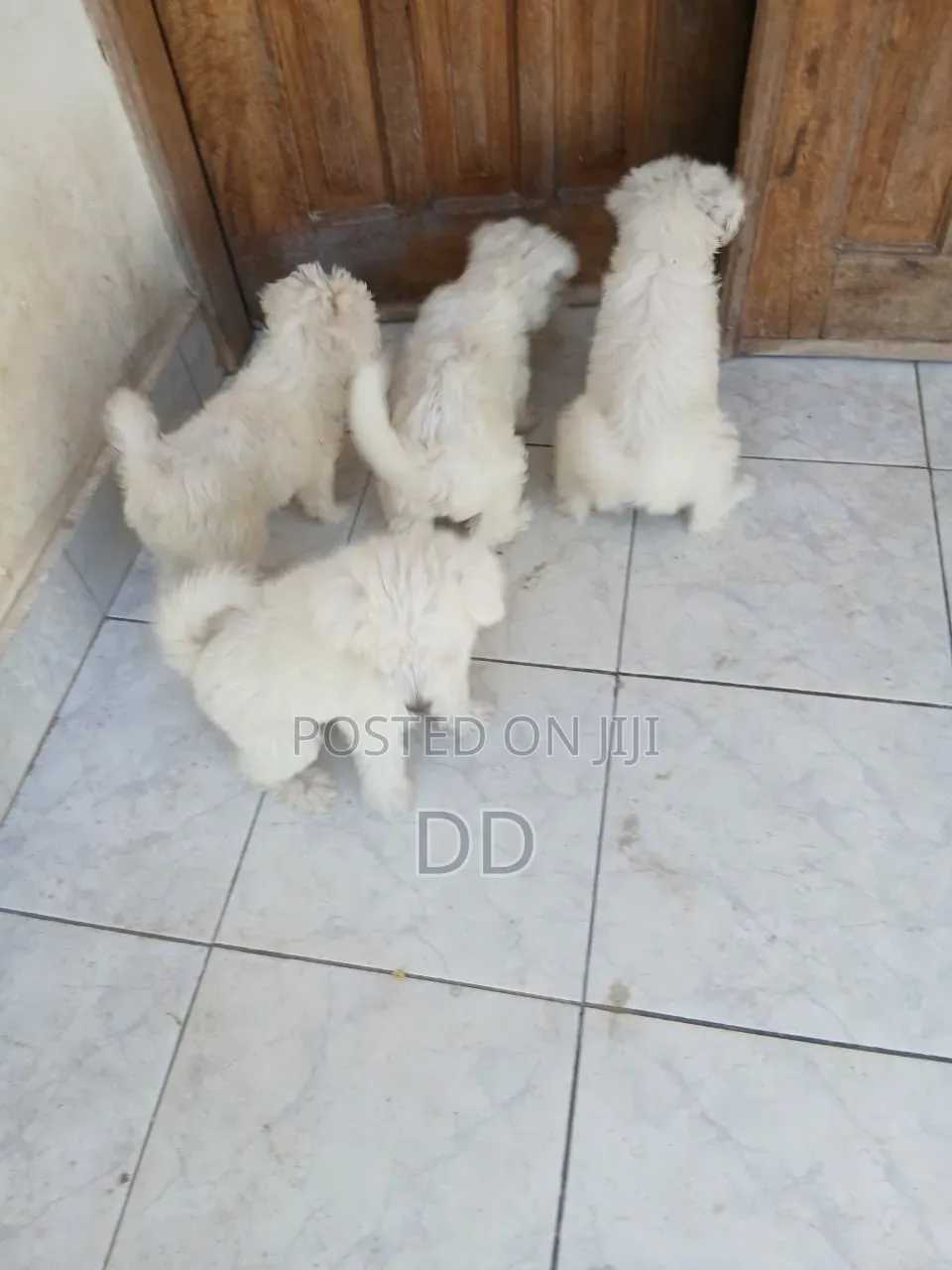 0-1 month Male Purebred Maltese Shih Tzu