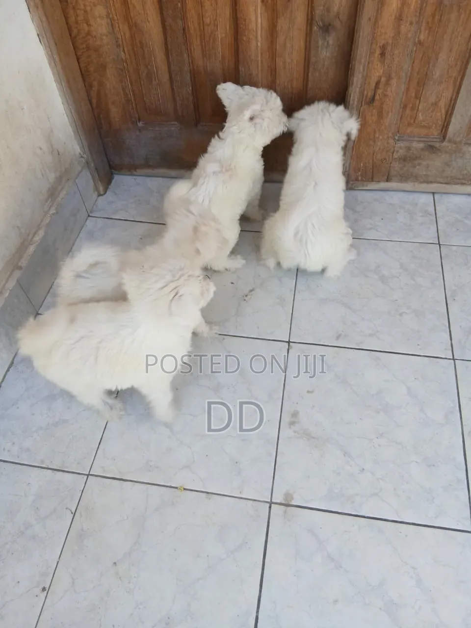 0-1 month Male Purebred Maltese Shih Tzu