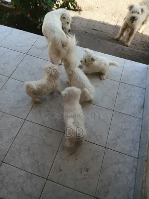 0-1 month Male Purebred Maltese Shih Tzu