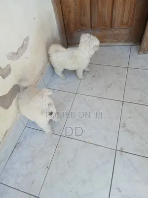 0-1 month Male Purebred Maltese Shih Tzu