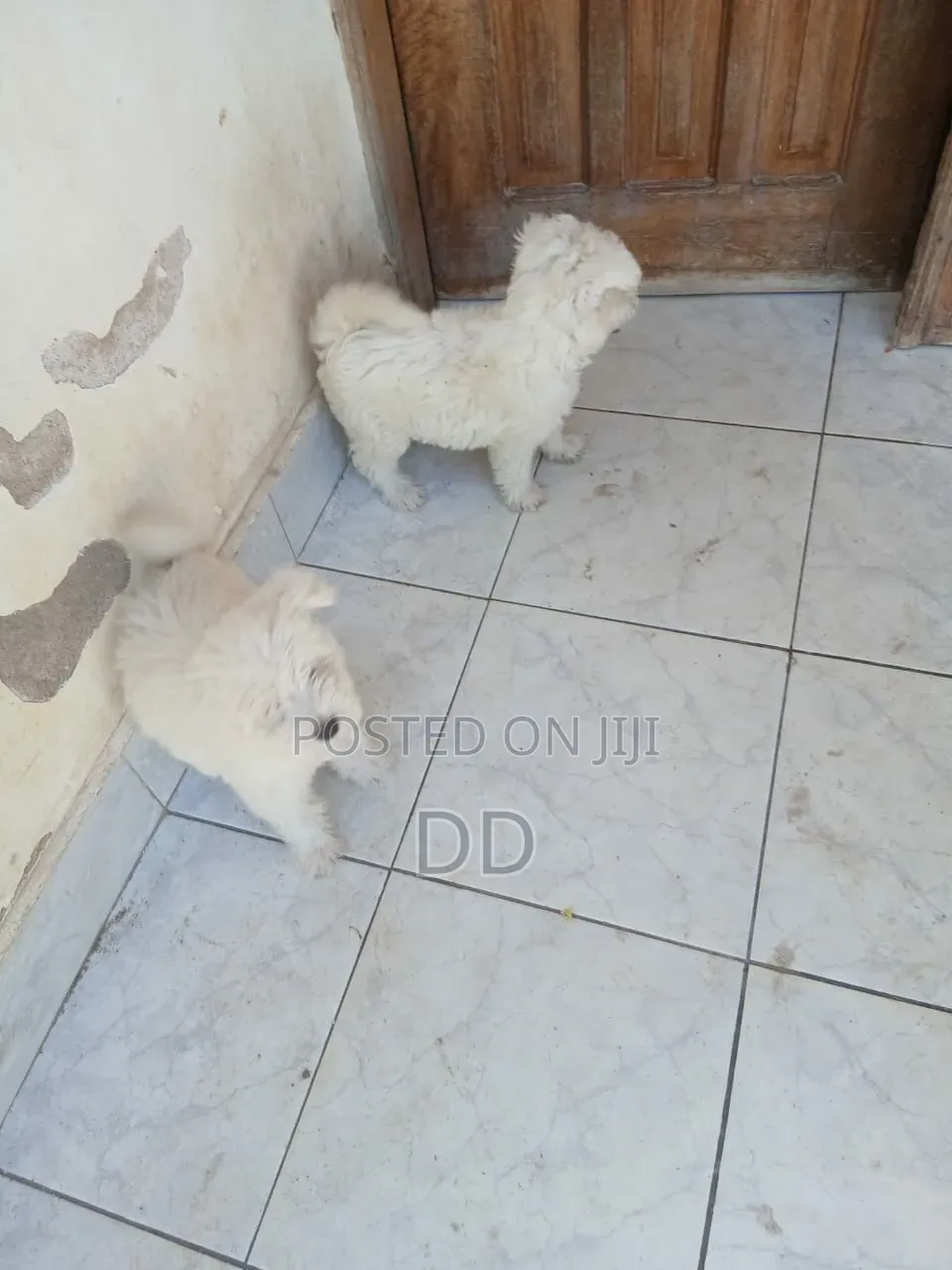 0-1 month Male Purebred Maltese Shih Tzu