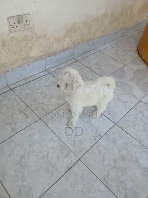 0-1 month Male Purebred Maltese Shih Tzu