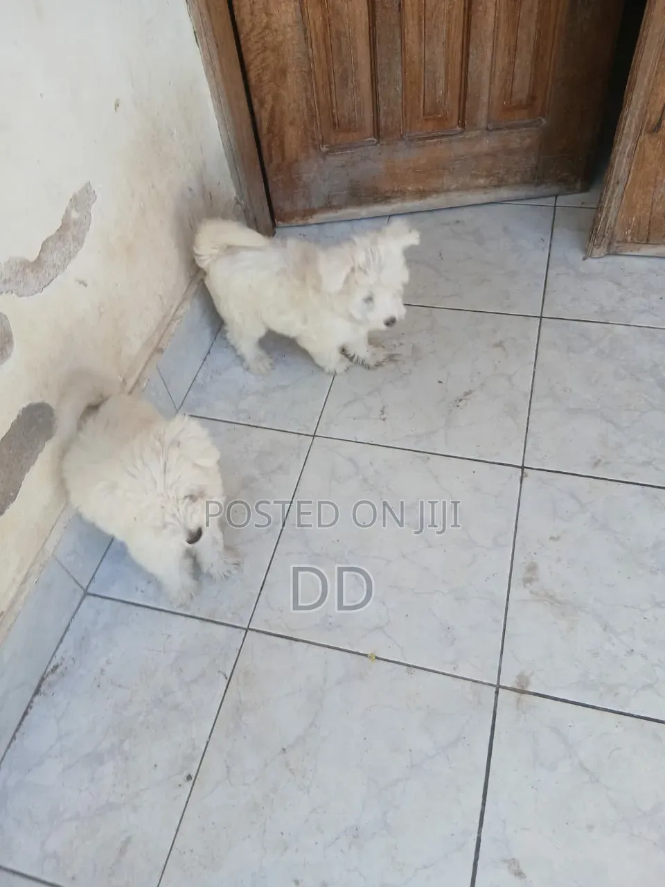 0-1 month Male Purebred Maltese Shih Tzu