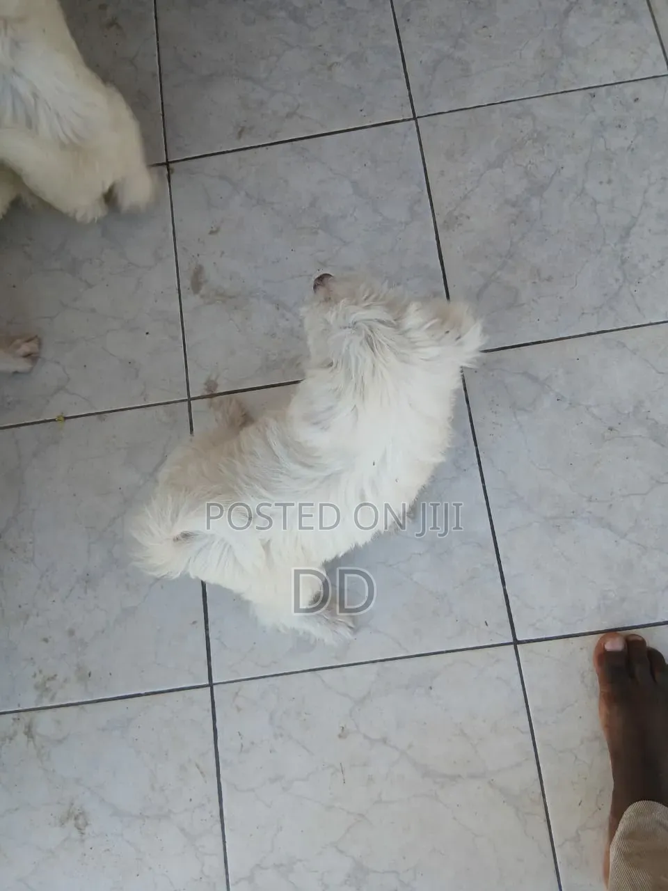0-1 month Male Purebred Maltese Shih Tzu