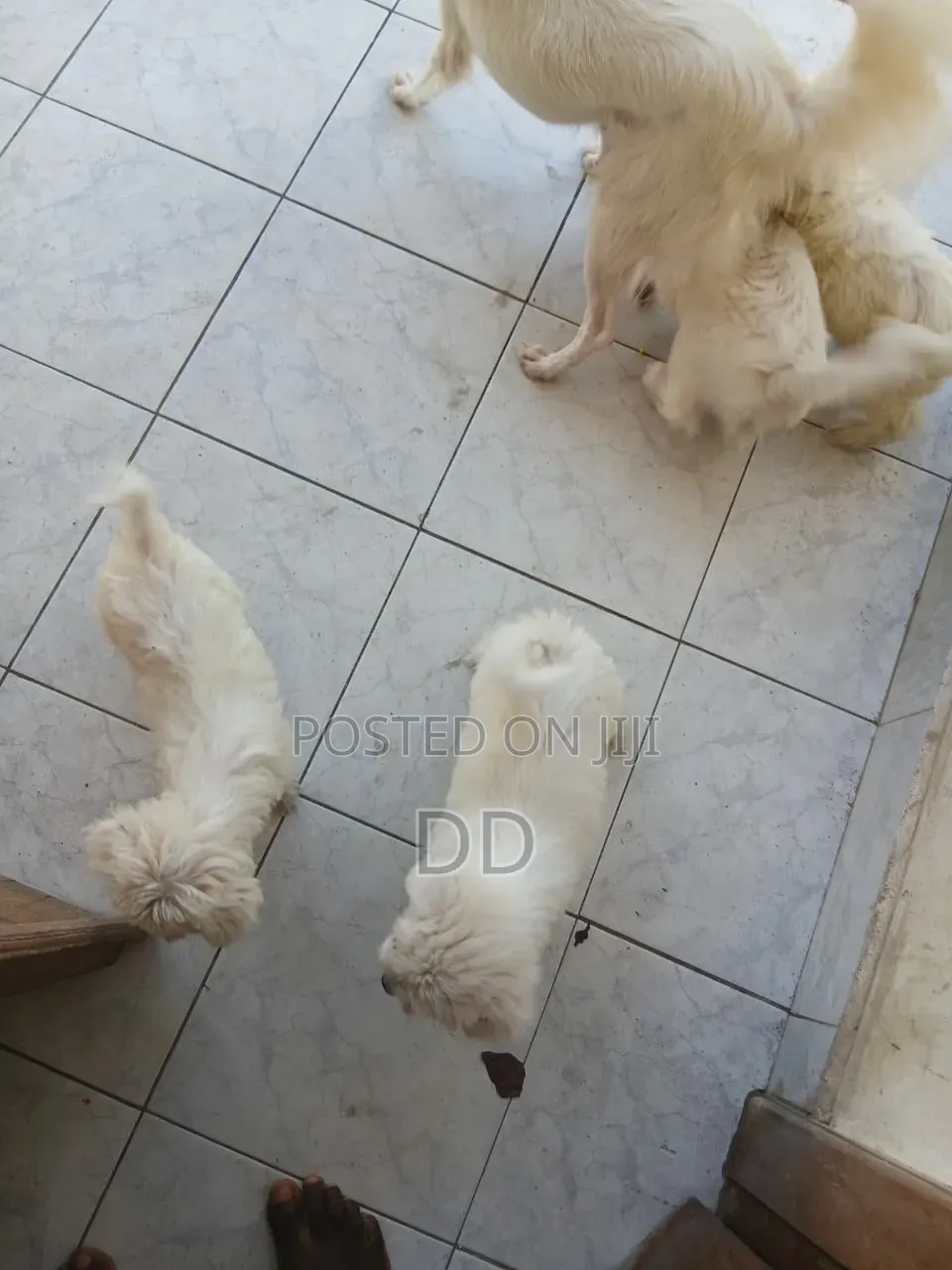 0-1 month Male Purebred Maltese Shih Tzu