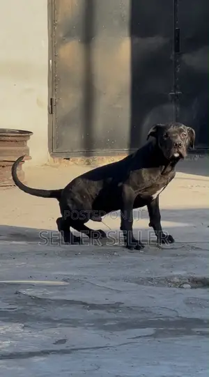 3-6 months Male Purebred American Pit Bull Terrier