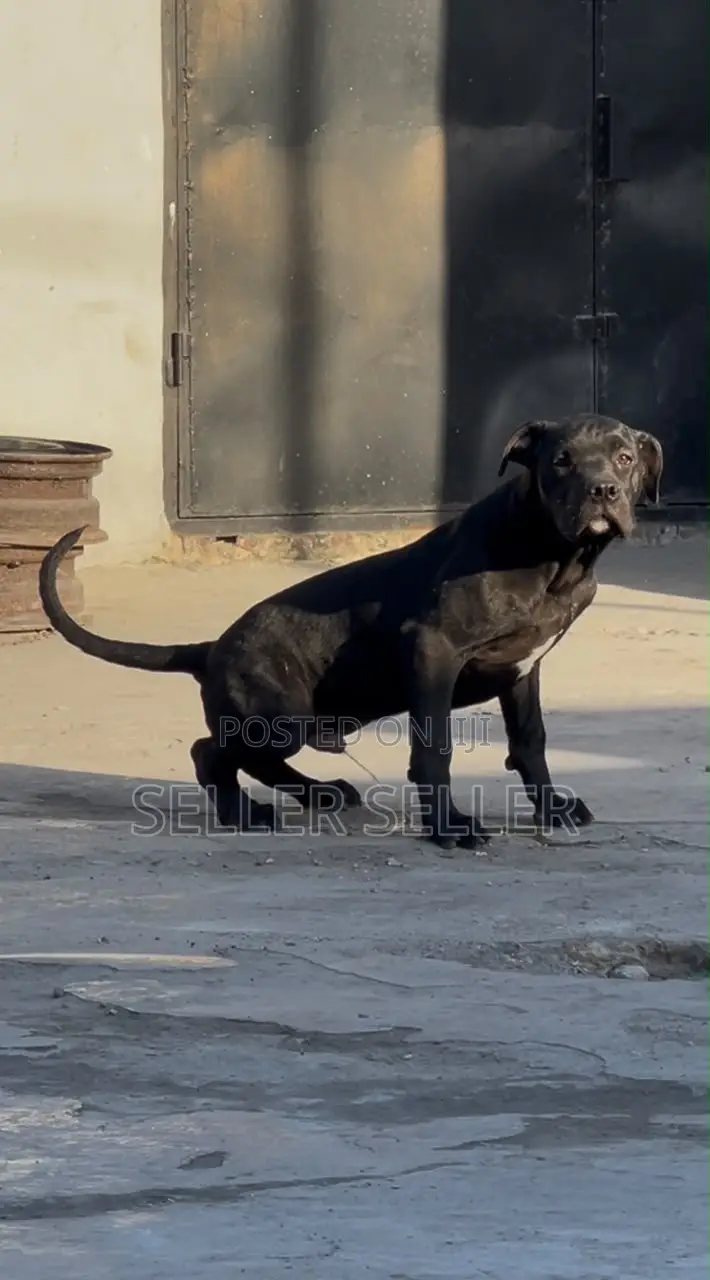 3-6 months Male Purebred American Pit Bull Terrier