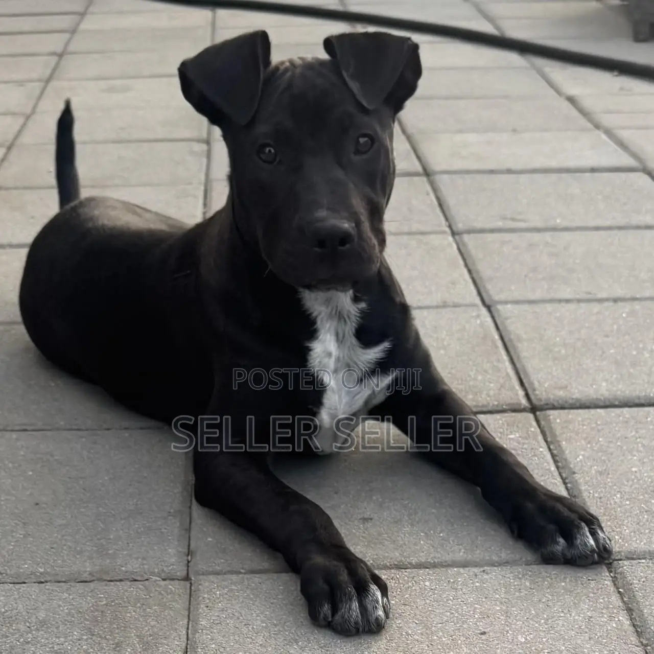 3-6 months Male Purebred American Pit Bull Terrier