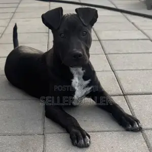 3-6 months Male Purebred American Pit Bull Terrier