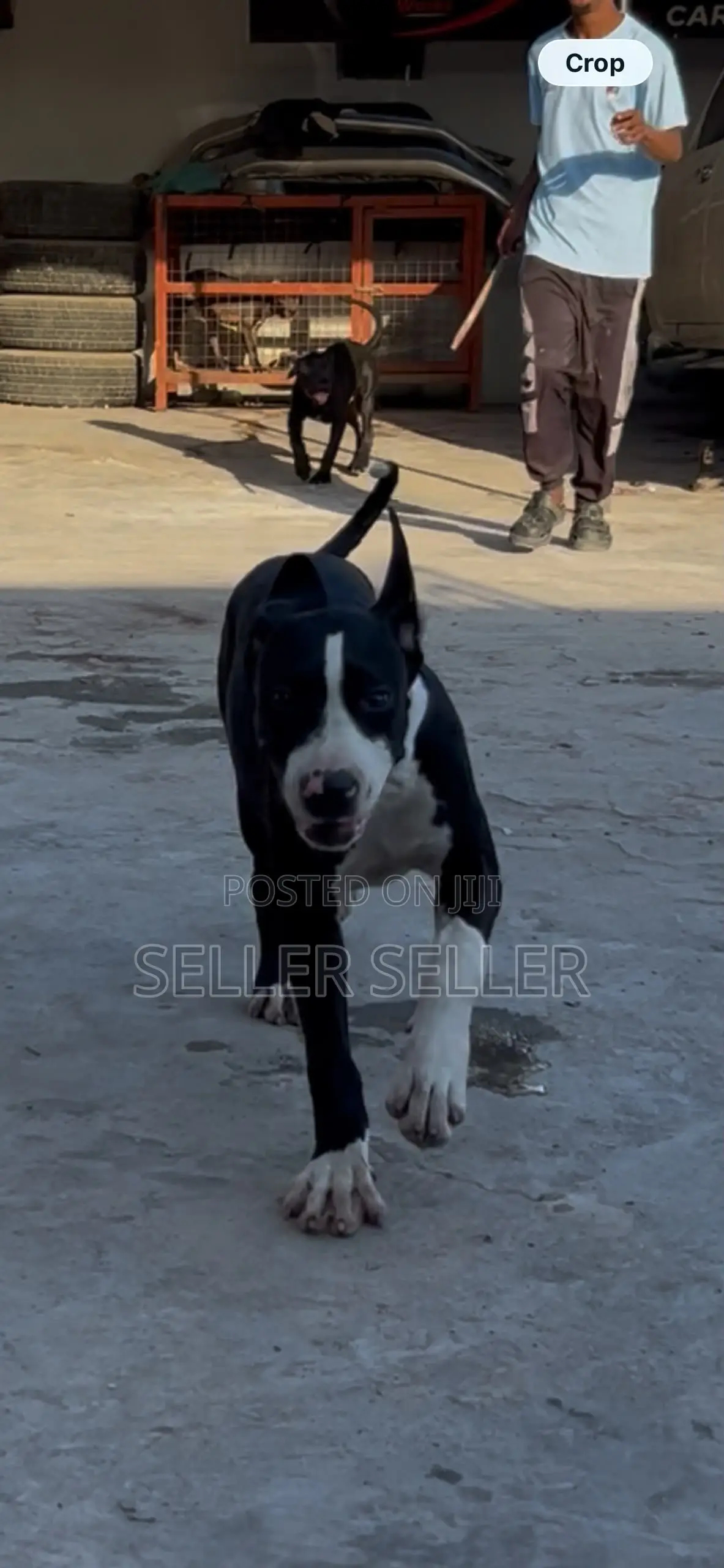 3-6 months Male Purebred American Pit Bull Terrier