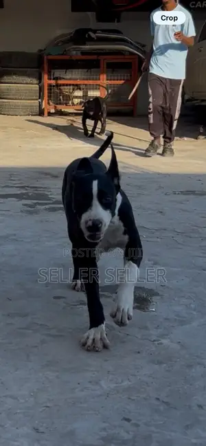 3-6 months Male Purebred American Pit Bull Terrier