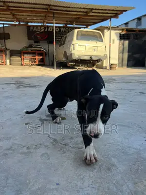 3-6 months Male Purebred American Pit Bull Terrier