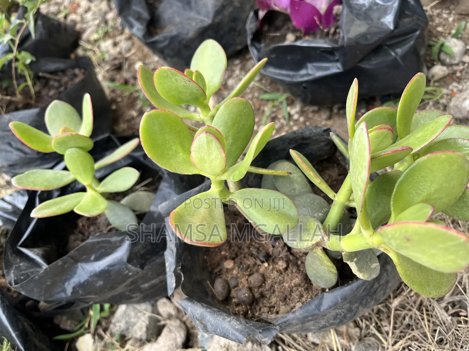 Bilionea Flower / Ua La Matajiri - Bei Ya Kitajiri!