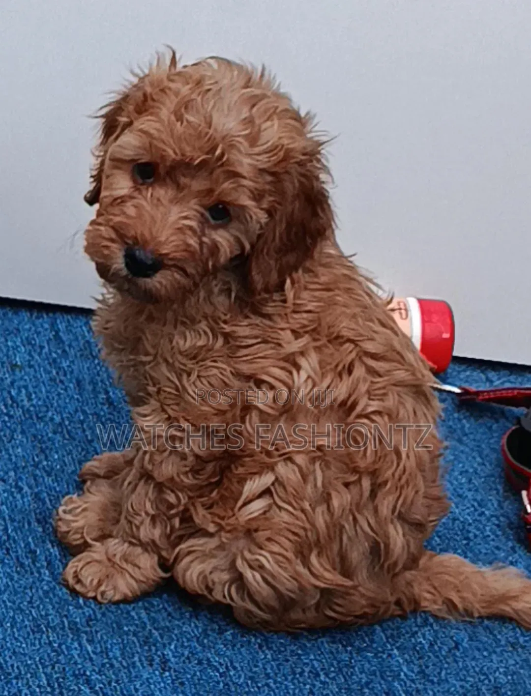 1-3 months Male Purebred Poodle