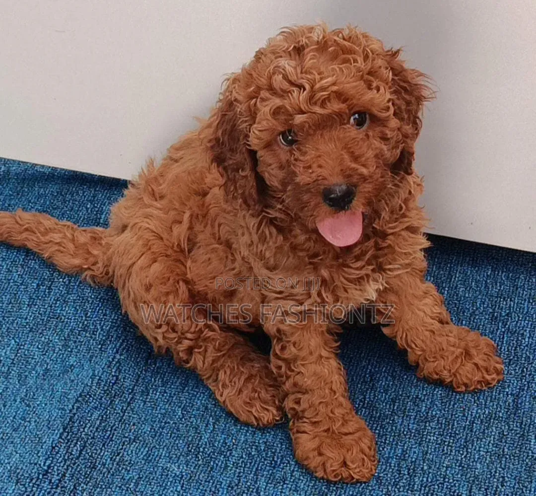 1-3 months Male Purebred Poodle